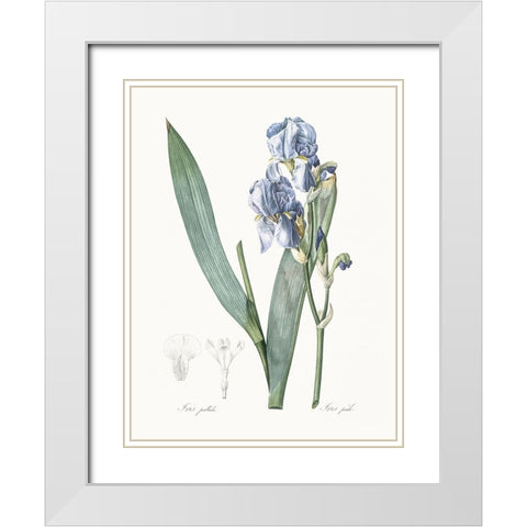 Delicate Iris III White Modern Wood Framed Art Print with Double Matting by Redoute, Pierre