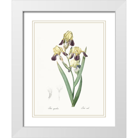 Delicate Iris IV White Modern Wood Framed Art Print with Double Matting by Redoute, Pierre