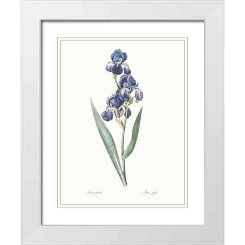 Delicate Iris V White Modern Wood Framed Art Print with Double Matting by Redoute, Pierre