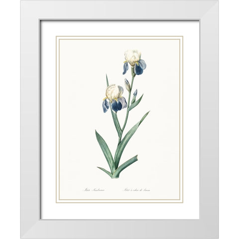 Delicate Iris VI White Modern Wood Framed Art Print with Double Matting by Redoute, Pierre