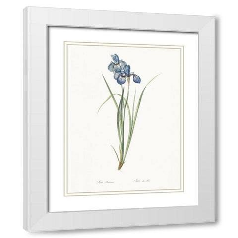 Delicate Iris VII White Modern Wood Framed Art Print with Double Matting by Redoute, Pierre