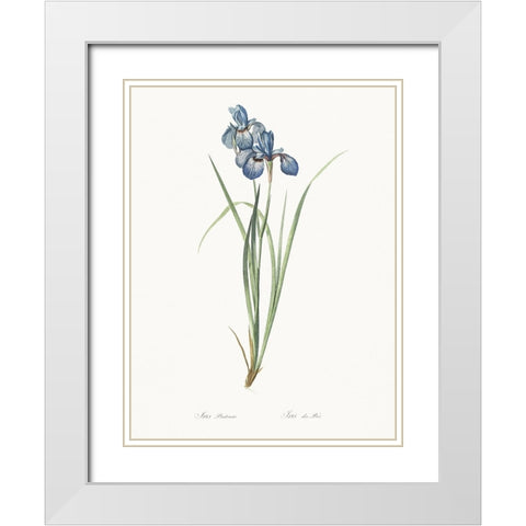 Delicate Iris VII White Modern Wood Framed Art Print with Double Matting by Redoute, Pierre