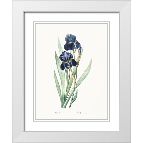 Delicate Iris VIII White Modern Wood Framed Art Print with Double Matting by Redoute, Pierre
