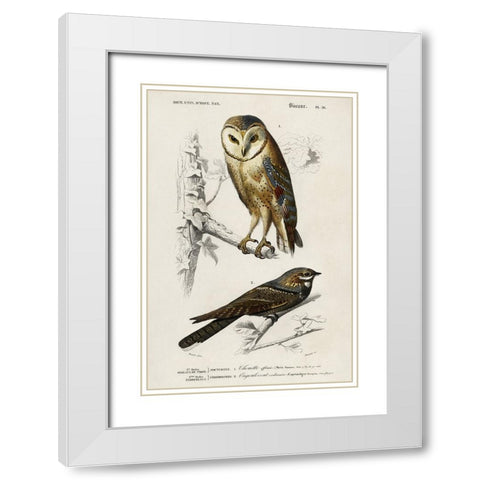 dOrbigny Raptor III White Modern Wood Framed Art Print with Double Matting by DOrbigny, M. Charles