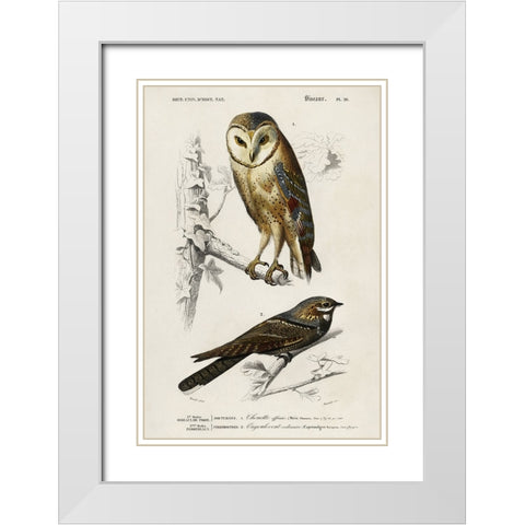 dOrbigny Raptor III White Modern Wood Framed Art Print with Double Matting by DOrbigny, M. Charles