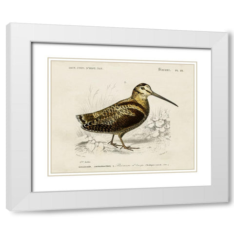 dOrbigny Seabird II White Modern Wood Framed Art Print with Double Matting by DOrbigny, M. Charles