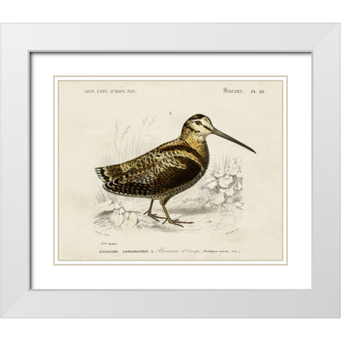 dOrbigny Seabird II White Modern Wood Framed Art Print with Double Matting by DOrbigny, M. Charles