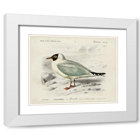 dOrbigny Seabird III White Modern Wood Framed Art Print with Double Matting by DOrbigny, M. Charles