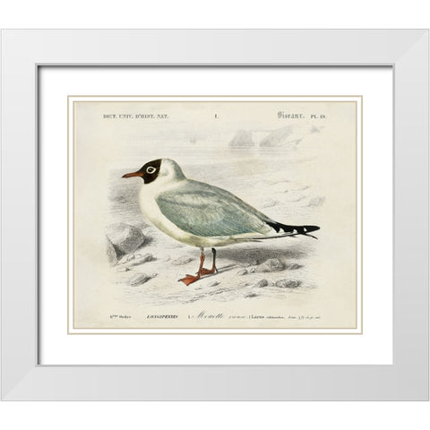 dOrbigny Seabird III White Modern Wood Framed Art Print with Double Matting by DOrbigny, M. Charles