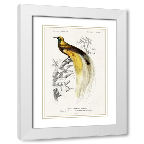 dOrbigny Exotic Bird I White Modern Wood Framed Art Print with Double Matting by Redoute, Pierre