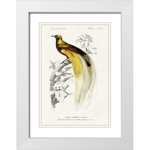 dOrbigny Exotic Bird I White Modern Wood Framed Art Print with Double Matting by Redoute, Pierre
