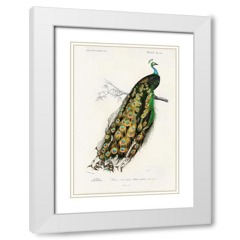 dOrbigny Exotic Bird II White Modern Wood Framed Art Print with Double Matting by Redoute, Pierre