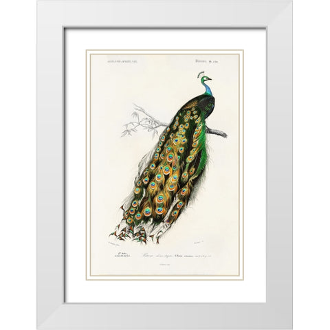 dOrbigny Exotic Bird II White Modern Wood Framed Art Print with Double Matting by Redoute, Pierre