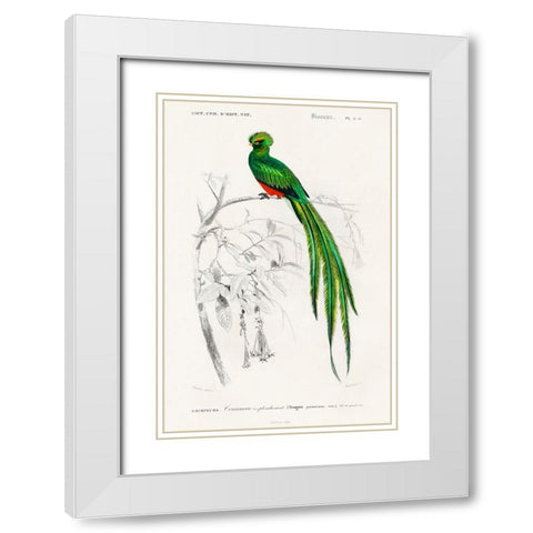 dOrbigny Exotic Bird III White Modern Wood Framed Art Print with Double Matting by Redoute, Pierre