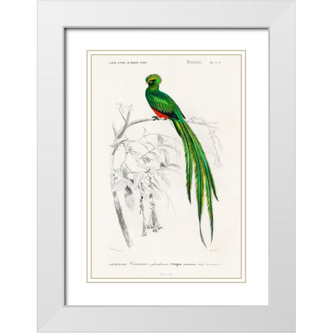 dOrbigny Exotic Bird III White Modern Wood Framed Art Print with Double Matting by Redoute, Pierre
