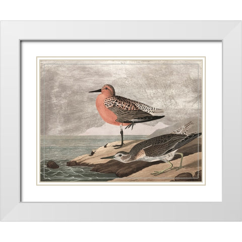 Gilded Sandpipers I White Modern Wood Framed Art Print with Double Matting by Audubon, John James