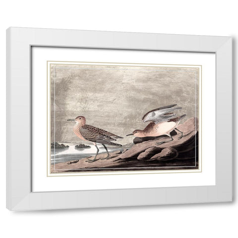 Gilded Sandpipers IV White Modern Wood Framed Art Print with Double Matting by Audubon, John James