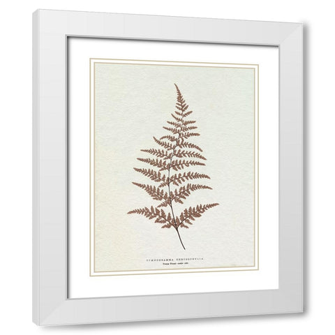 Lowe Sepia Fern I White Modern Wood Framed Art Print with Double Matting by Lowe, E.J.