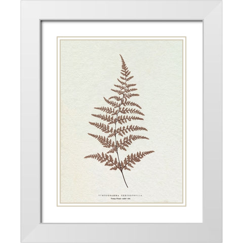 Lowe Sepia Fern I White Modern Wood Framed Art Print with Double Matting by Lowe, E.J.