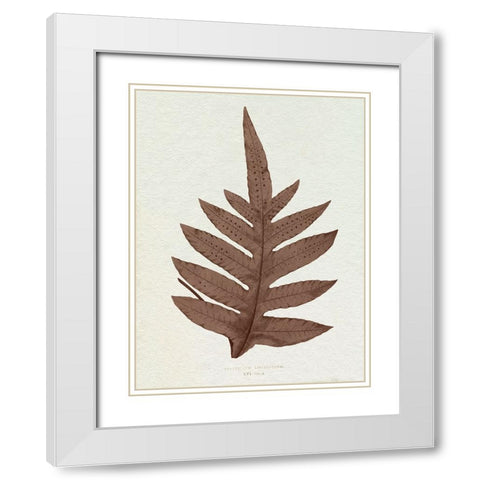 Lowe Sepia Fern IV White Modern Wood Framed Art Print with Double Matting by Lowe, E.J.