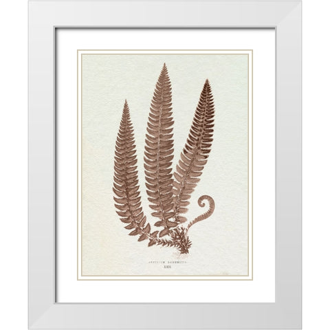 Lowe Sepia Fern V White Modern Wood Framed Art Print with Double Matting by Lowe, E.J.