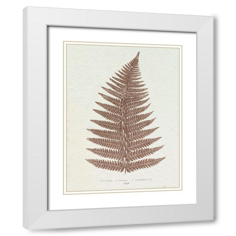 Lowe Sepia Fern VI White Modern Wood Framed Art Print with Double Matting by Lowe, E.J.