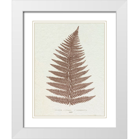 Lowe Sepia Fern VI White Modern Wood Framed Art Print with Double Matting by Lowe, E.J.