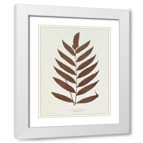 Lowe Sepia Fern VIII White Modern Wood Framed Art Print with Double Matting by Lowe, E.J.