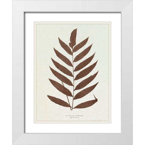 Lowe Sepia Fern VIII White Modern Wood Framed Art Print with Double Matting by Lowe, E.J.