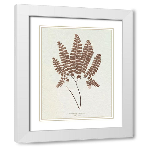Lowe Sepia Fern IX White Modern Wood Framed Art Print with Double Matting by Lowe, E.J.