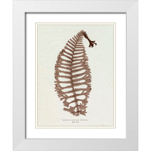 Lowe Sepia Fern X White Modern Wood Framed Art Print with Double Matting by Lowe, E.J.