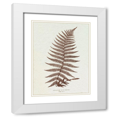 Lowe Sepia Fern XI White Modern Wood Framed Art Print with Double Matting by Lowe, E.J.