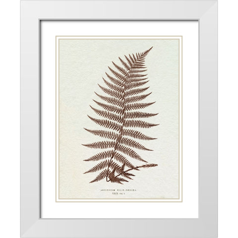Lowe Sepia Fern XI White Modern Wood Framed Art Print with Double Matting by Lowe, E.J.
