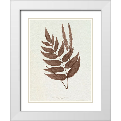 Lowe Sepia Fern XII White Modern Wood Framed Art Print with Double Matting by Lowe, E.J.