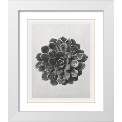 Blossfeldt Rosette I White Modern Wood Framed Art Print with Double Matting by Blossfeldt, Karl