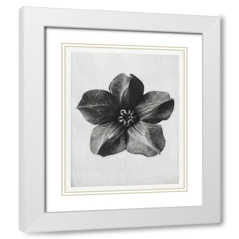Blossfeldt Rosette II White Modern Wood Framed Art Print with Double Matting by Blossfeldt, Karl