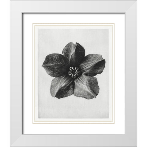 Blossfeldt Rosette II White Modern Wood Framed Art Print with Double Matting by Blossfeldt, Karl
