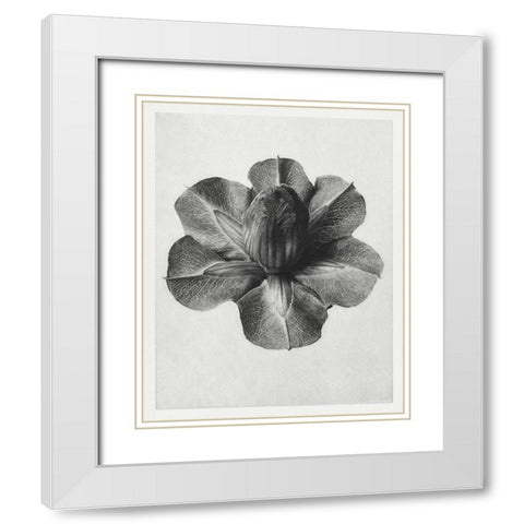Blossfeldt Rosette III White Modern Wood Framed Art Print with Double Matting by Blossfeldt, Karl