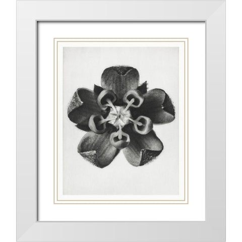 Blossfeldt Rosette IV White Modern Wood Framed Art Print with Double Matting by Blossfeldt, Karl