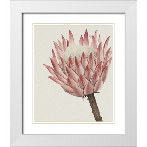 Queen Protea II White Modern Wood Framed Art Print with Double Matting by Popp, Grace