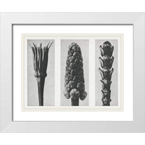 Blossfeldts Triptych I White Modern Wood Framed Art Print with Double Matting by Blossfeldt, Karl