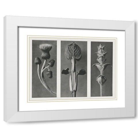 Blossfeldts Triptych II White Modern Wood Framed Art Print with Double Matting by Blossfeldt, Karl