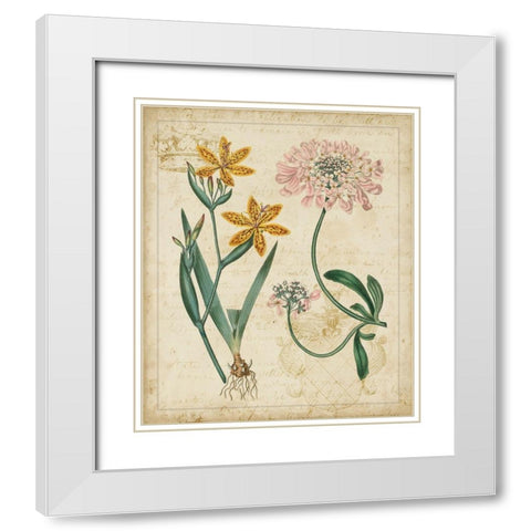 Botanical Repertoire I White Modern Wood Framed Art Print with Double Matting by Vision Studio