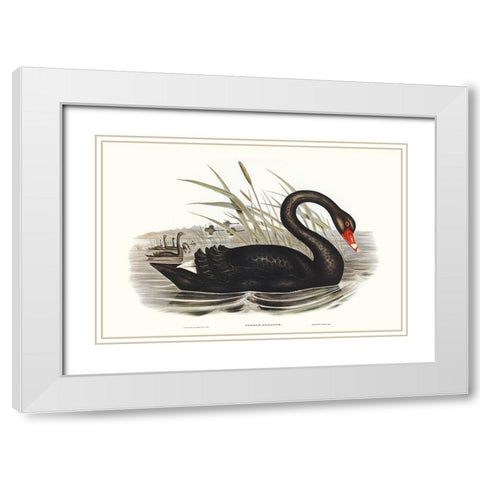 Majestic Waterbird III White Modern Wood Framed Art Print with Double Matting by Gould, Elizabeth