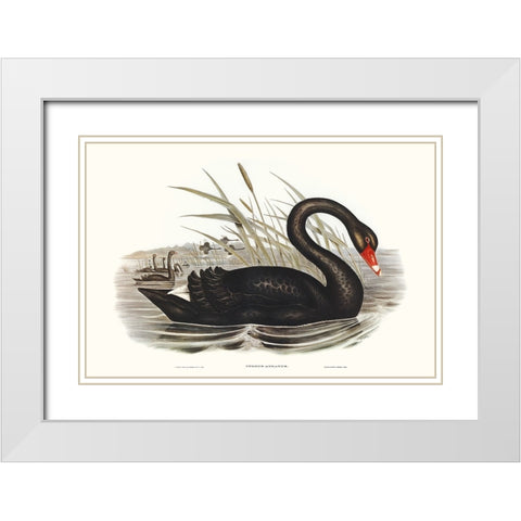 Majestic Waterbird III White Modern Wood Framed Art Print with Double Matting by Gould, Elizabeth