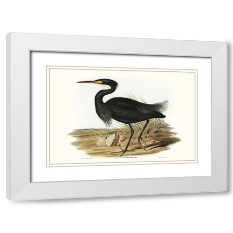Majestic Waterbird IV White Modern Wood Framed Art Print with Double Matting by Gould, Elizabeth