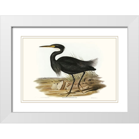 Majestic Waterbird IV White Modern Wood Framed Art Print with Double Matting by Gould, Elizabeth