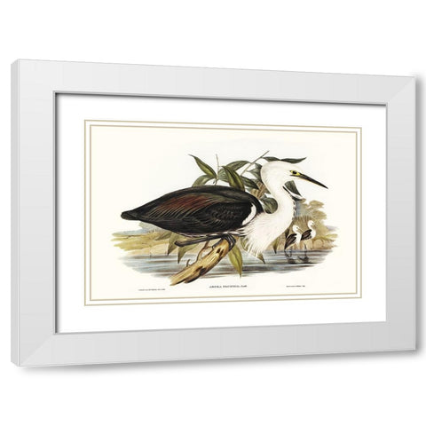 Majestic Waterbird V White Modern Wood Framed Art Print with Double Matting by Gould, Elizabeth