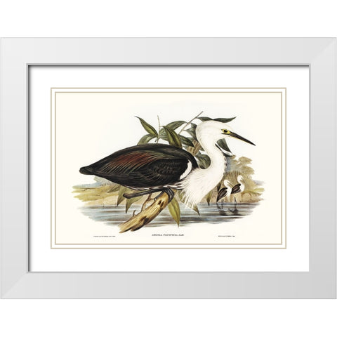 Majestic Waterbird V White Modern Wood Framed Art Print with Double Matting by Gould, Elizabeth