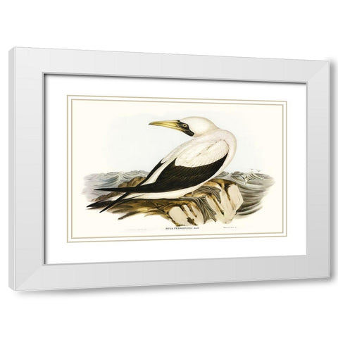 Majestic Waterbird VI White Modern Wood Framed Art Print with Double Matting by Gould, Elizabeth